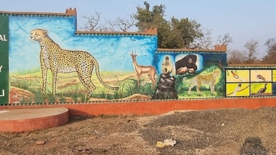 The Kuno National Park is now home to eight Cheetahs from Namibia. ((Facebook) ) The Kuno National Park is now home to eight Cheetahs from Namibia. ((Facebook) )