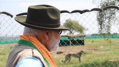 PM Modi on Saturday released eight Namibian cheetahs in the Kuno National Park in Madhya Pradesh. PM Modi on Saturday released eight Namibian cheetahs in the Kuno National Park in Madhya Pradesh. 