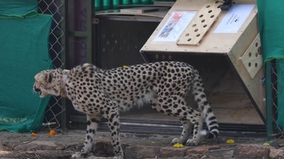 One of the eight cheetahs spotted after following their release in Madhya Pradesh's Kuno National Park. (ANI) One of the eight cheetahs spotted after following their release in Madhya Pradesh's Kuno National Park. (ANI)