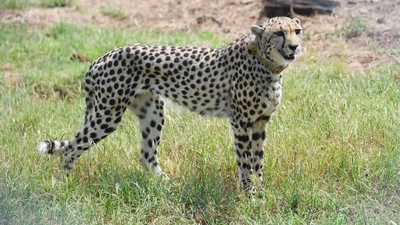 Cheetahs in India can be witnessed again, 70 years after the animal was declared extinct in the country. After the momentous event, PM Modi gave a speech to the country in which he said that after the cheetahs acclimate to their new home, Kuno National Park, visitors can go view them. (ANI)