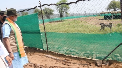 On his 72nd birthday, Prime Minister Narendra Modi released cheetahs in the presence of chief minister Shivraj Singh Chouhan and wildlife experts. (ANI) On his 72nd birthday, Prime Minister Narendra Modi released cheetahs in the presence of chief minister Shivraj Singh Chouhan and wildlife experts. (ANI)