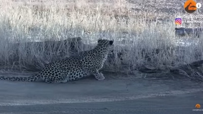 The image, taken from the YouTube video, shows the leopard watching the jackal hunting birds. (YouTube/@Latest Sightings)
