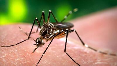 Dengue, the viral infection, spreads through the bite of an infected female mosquito - Aedes aegypti mosquito - and can prove to be deadly in severe cases. (REPRESENTATIVE PHOTO) Dengue, the viral infection, spreads through the bite of an infected female mosquito - Aedes aegypti mosquito - and can prove to be deadly in severe cases. (REPRESENTATIVE PHOTO)