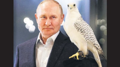 Putin declared that the Centre would breed these raptors of impeccable peerage and sell them at high prices to Arab sheikhs, who just adore Gyrfalcons, the whiter the better (HT File) Putin declared that the Centre would breed these raptors of impeccable peerage and sell them at high prices to Arab sheikhs, who just adore Gyrfalcons, the whiter the better (HT File)
