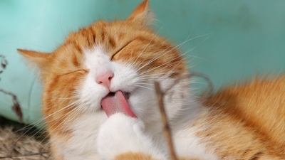 Pet care tips: Ways to protect your cat from worms (Pixabay) Pet care tips: Ways to protect your cat from worms (Pixabay)