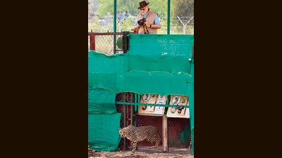Prime Minister Narendra Modi looks at a cheetah after it was released at Kuno National Park in Madhya Pradesh on Saturday. (AFP) Prime Minister Narendra Modi looks at a cheetah after it was released at Kuno National Park in Madhya Pradesh on Saturday. (AFP)