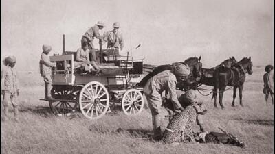 Around 60 years ago, Chhatrapati Shahu Maharaj from Kolhapur brought cheetahs from Africa to his kingdom. (SOURCED) Around 60 years ago, Chhatrapati Shahu Maharaj from Kolhapur brought cheetahs from Africa to his kingdom. (SOURCED)