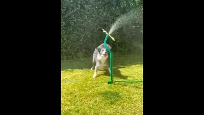 The image, taken from the viral Instagram video, shows a pooch playing with water. (Instagram/@instagram)