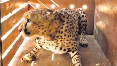 The eight cheetahs are en route India in a Boeing 747-400 aircraft from Namibia’s capital Windhoek. (Cheetah Conservation Fund) The eight cheetahs are en route India in a Boeing 747-400 aircraft from Namibia’s capital Windhoek. (Cheetah Conservation Fund)