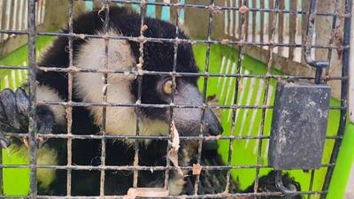 The rescued wild animals were handed over to the central custom preventive force in Champhai. (Sourced) The rescued wild animals were handed over to the central custom preventive force in Champhai. (Sourced)