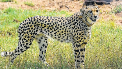 A cheetah after being released inside a special enclosure of the Kuno National Park in Madhya Pradesh on Saturday (PTI) A cheetah after being released inside a special enclosure of the Kuno National Park in Madhya Pradesh on Saturday (PTI)
