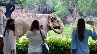 Top 5 most popular zoos in India you must visit (Gettyimages) Top 5 most popular zoos in India you must visit (Gettyimages)
