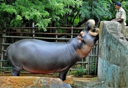 It is one of the biggest zoos and offers a variety of habitats for those who enjoy the outdoors and wildlife. (pinterest ) It is one of the biggest zoos and offers a variety of habitats for those who enjoy the outdoors and wildlife. (pinterest )