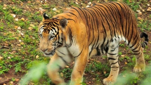 Originally, it was known as Sri Chamarajendra Zoological Gardens. The 18th century saw the founding of one of India's best and oldest zoos. (Karnataka tourism) Originally, it was known as Sri Chamarajendra Zoological Gardens. The 18th century saw the founding of one of India's best and oldest zoos. (Karnataka tourism)