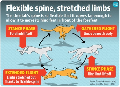 Source: Tomoya Kamimura et al, Nature Scientific Reports, 2021.&nbsp;