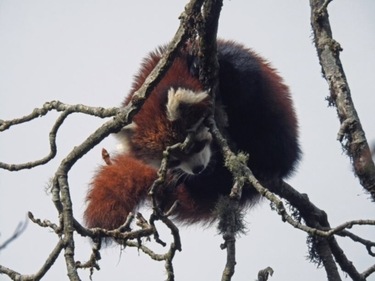Red panda.&nbsp; (WWF India)