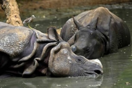 Also known as Vandalur Zoo, the Arignar Anna Zoo is home to 2,553 species of flora and fauna. (gettyimages) Also known as Vandalur Zoo, the Arignar Anna Zoo is home to 2,553 species of flora and fauna. (gettyimages)