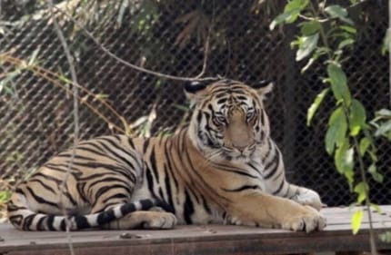 It is a large zoological park with more than 200 enclosures where you may get up close to a variety of animals and birds. (gettyimages) It is a large zoological park with more than 200 enclosures where you may get up close to a variety of animals and birds. (gettyimages)