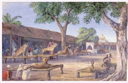 The officer tweeted the picture of this painting from 1878 from ‘Marriane North’s book,’ showing how cheetah and lynxes are chained like domestic dogs. (Parveen Kaswan/twitter) The officer tweeted the picture of this painting from 1878 from ‘Marriane North’s book,’ showing how cheetah and lynxes are chained like domestic dogs. (Parveen Kaswan/twitter)