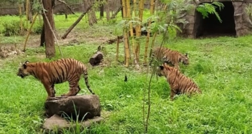 One of Pune's most well-liked tourist destinations is this. Visit this zoo to take images of the natural world and wildlife and to enjoy a day away from the rush and bustle. (Pune tourism) One of Pune's most well-liked tourist destinations is this. Visit this zoo to take images of the natural world and wildlife and to enjoy a day away from the rush and bustle. (Pune tourism)