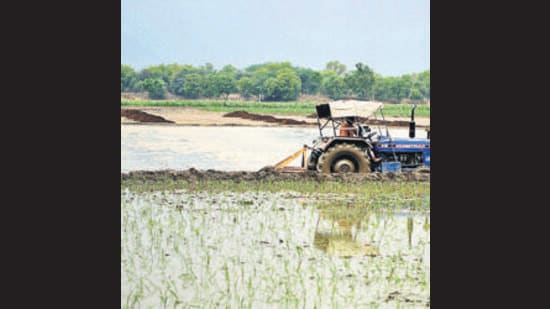 Every year, animals that crossover from Pakistan damage the ripened crops on India side. (HT File)