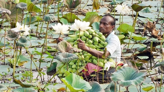 A man collects lotus from a roadside pond for the upcoming Durga Puja festival, in Bankura.(ANI)