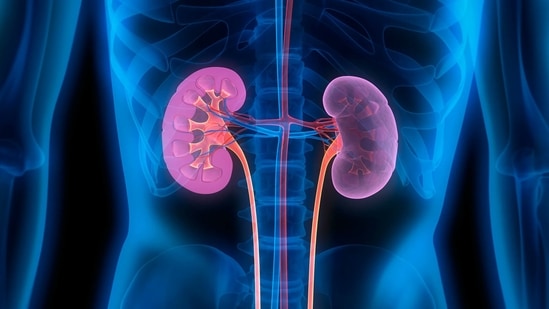 Is it healthy for kidney transplant recipients to limit their protein intake?(Twitter/AshfordIns)