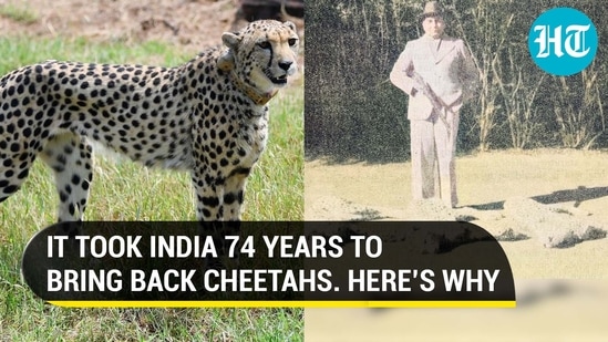 IT TOOK INDIA 74 YEARS TO BRING BACK CHEETAHS. HERE’S WHY