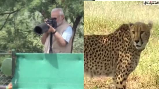 Cheetahs in India highlights: PM Modi expresses gratitude to Namibia |  Hindustan Times