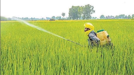 Amritsar: A farmer sprays pesticides on paddy crop, at a village on the outskirts of Amritsar, Friday, Sept. 16, 2022. (PTI Photo)(PTI09_16_2022_000125A) (PTI) Amritsar: A farmer sprays pesticides on paddy crop, at a village on the outskirts of Amritsar, Friday, Sept. 16, 2022. (PTI Photo)(PTI09_16_2022_000125A) (PTI)