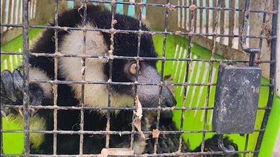 Mizoram police rescue 3 animals of exotic species smuggled from Myanmar | Latest News India - Hindustan Times Mizoram police rescue 3 animals of exotic species smuggled from Myanmar | Latest News India - Hindustan Times