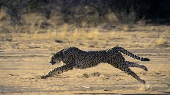 Part of the answer lies in physiology, which is well understood: the cheetah’s body is structured for sprinting, with key roles played by a flexible spine, a light skeleton, a long tail, and large nostrils. And part lies in mechanics, knowledge about which is still evolving.&nbsp;(Getty/Representative Image)