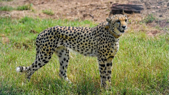 A cheetah after being released inside a special enclosure of the Kuno National Park in Madhya Pradesh, Saturday.(PTI)