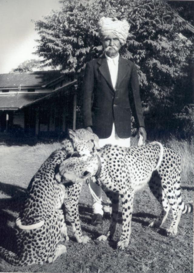 It was Shahu Maharaj who got the Cheetahs from Africa to Kolhapur and for almost forty years, an army of cheetahs some named Star, Bhawani, Shankar, Lakshmi, Ganpya and Veermati, roamed freely during the rule of Chhatrapati in Kolhapur. (SOURCED) It was Shahu Maharaj who got the Cheetahs from Africa to Kolhapur and for almost forty years, an army of cheetahs some named Star, Bhawani, Shankar, Lakshmi, Ganpya and Veermati, roamed freely during the rule of Chhatrapati in Kolhapur. (SOURCED)
