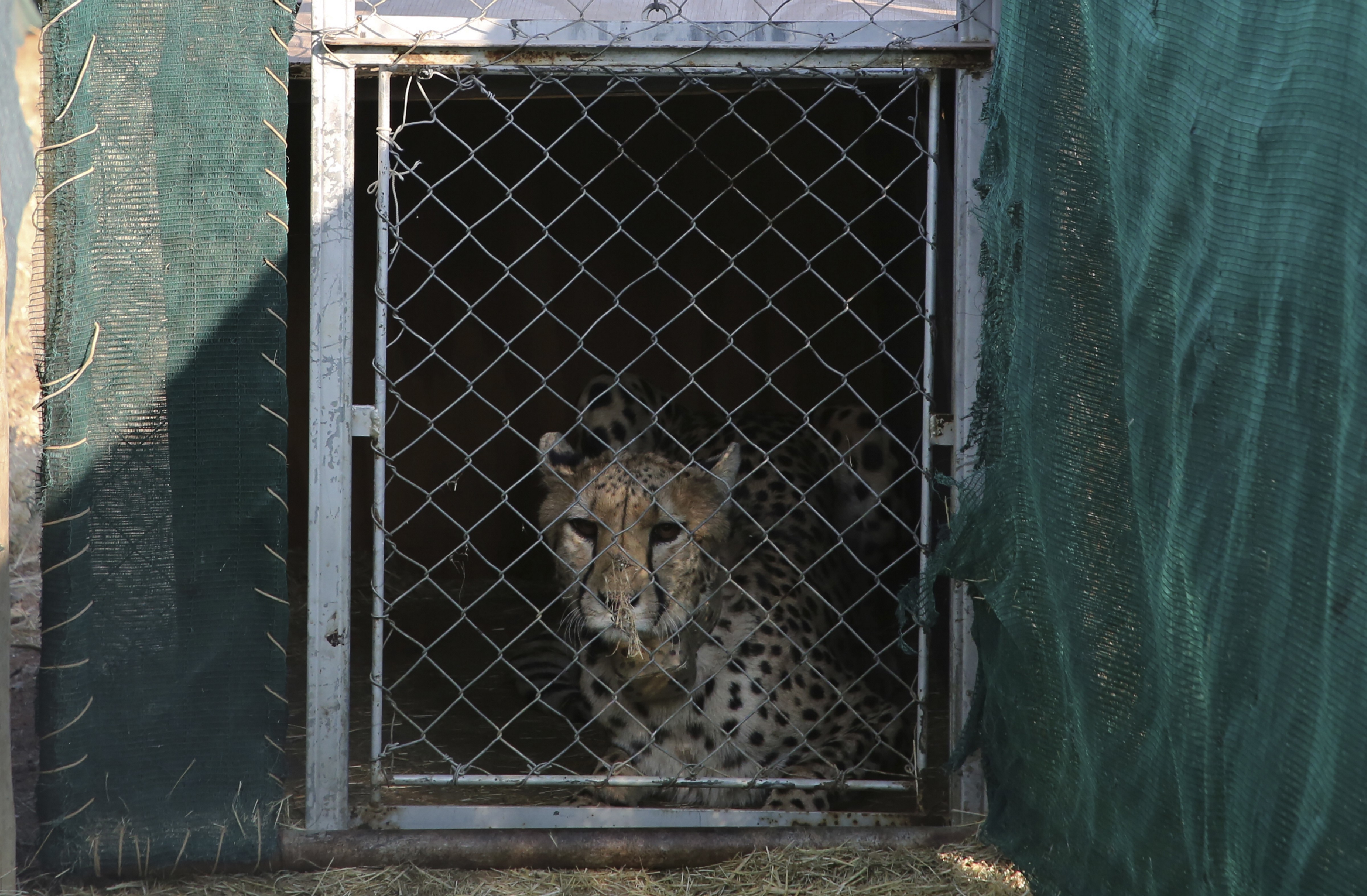 The MoEF wanted to reintroduce cheetahs in Kuno, Madhya Pradesh, which, along with other areas, was occupied by the cheetah in historic times. The reason for choosing cheetah was the conservation benefits.(AP) The MoEF wanted to reintroduce cheetahs in Kuno, Madhya Pradesh, which, along with other areas, was occupied by the cheetah in historic times. The reason for choosing cheetah was the conservation benefits.(AP)