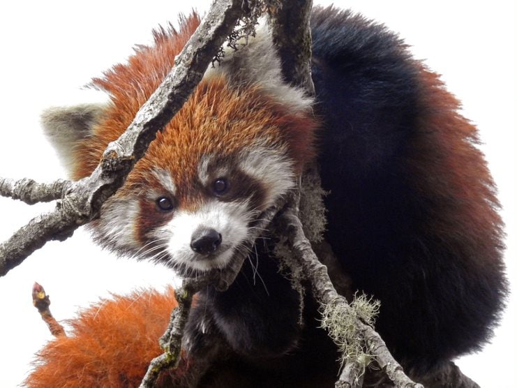 Red Panda.&nbsp; (WWF India)