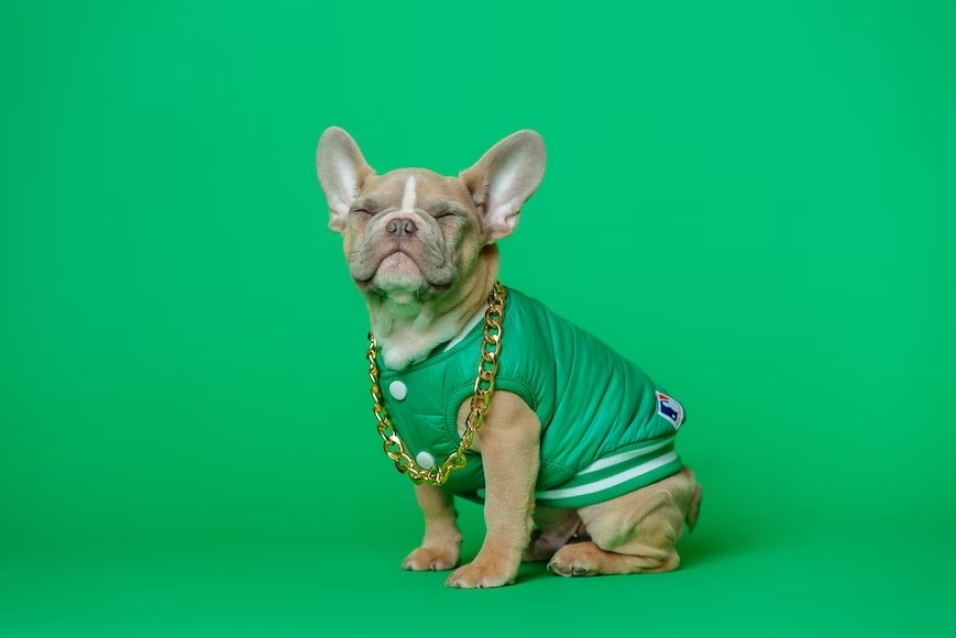 Pet fashion: Smart ways to accessorise your pet (Unsplash) Pet fashion: Smart ways to accessorise your pet (Unsplash)