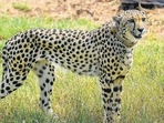 A cheetah after being released inside a special enclosure of the Kuno National Park in Madhya Pradesh on Saturday (PTI) A cheetah after being released inside a special enclosure of the Kuno National Park in Madhya Pradesh on Saturday (PTI)
