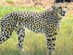 A cheetah after being released inside a special enclosure of the Kuno National Park in Madhya Pradesh on Saturday. (PTI) A cheetah after being released inside a special enclosure of the Kuno National Park in Madhya Pradesh on Saturday. (PTI)