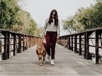 5 important dog walking tips everyone should know(pexels) 5 important dog walking tips everyone should know(pexels)