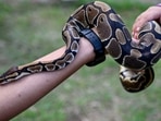 The snake entered the village attracted by domestic animals, as it was getting easy food in the village. (Representational pic)(AFP) The snake entered the village attracted by domestic animals, as it was getting easy food in the village. (Representational pic)(AFP)