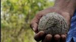 The bomb went off on the roof of the Titagarh Free India Boys’ High School during the class hours on Saturday. (Representative Image) The bomb went off on the roof of the Titagarh Free India Boys’ High School during the class hours on Saturday. (Representative Image)