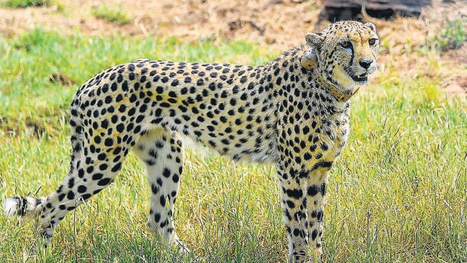 PM Modi Names One Cheetah Asha Other Big Cats Have Been Christened Too Latest News India 