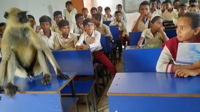 The image shows the langur sitting in the front row on a classroom desk.&nbsp; (Twitter/@deepakmahato)