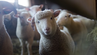 Representational image showing a sheep, like the one who ended up blocking traffic on a British highway. (Pexels/Trinity Kubassek ) Representational image showing a sheep, like the one who ended up blocking traffic on a British highway. (Pexels/Trinity Kubassek )