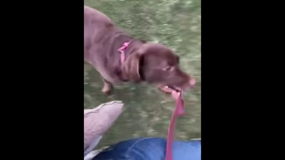 The dog takes his human for a walk after being let off the leash.&nbsp; (TikTok/@good.boy.ollie)