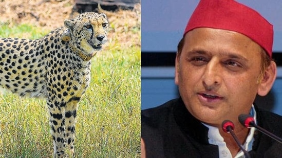 Akhilesh Yadav posted a video of a cheetah meowing and said the entire country was waiting for a roar. Akhilesh Yadav posted a video of a cheetah meowing and said the entire country was waiting for a roar.