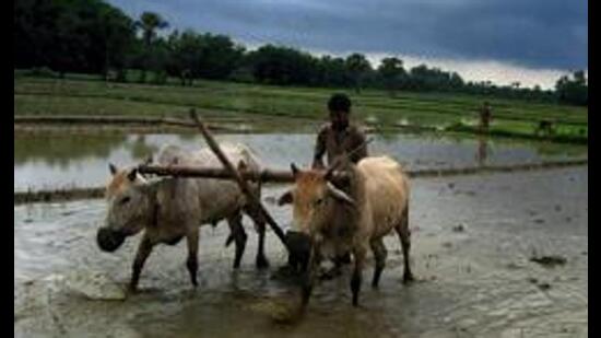 The decline in this year’s wheat output due to the heatwave in March (and similar fears of a dip in rice output) should ring alarm bells because such extreme weather conditions will become more frequent. (PTI)