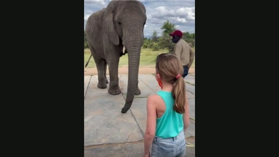 The image, taken from the viral video posted on Instsgram, shows the little girl standing in front of an elephant and its caretaker.&nbsp;(Instagram/@cute_wild_tv)