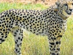 A cheetah after being released inside a special enclosure of the Kuno National Park in Madhya Pradesh on Saturday (PTI)
